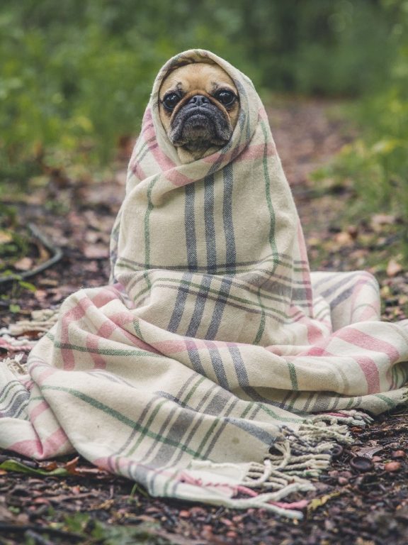 Oh, Dios ¡Cuarentena!